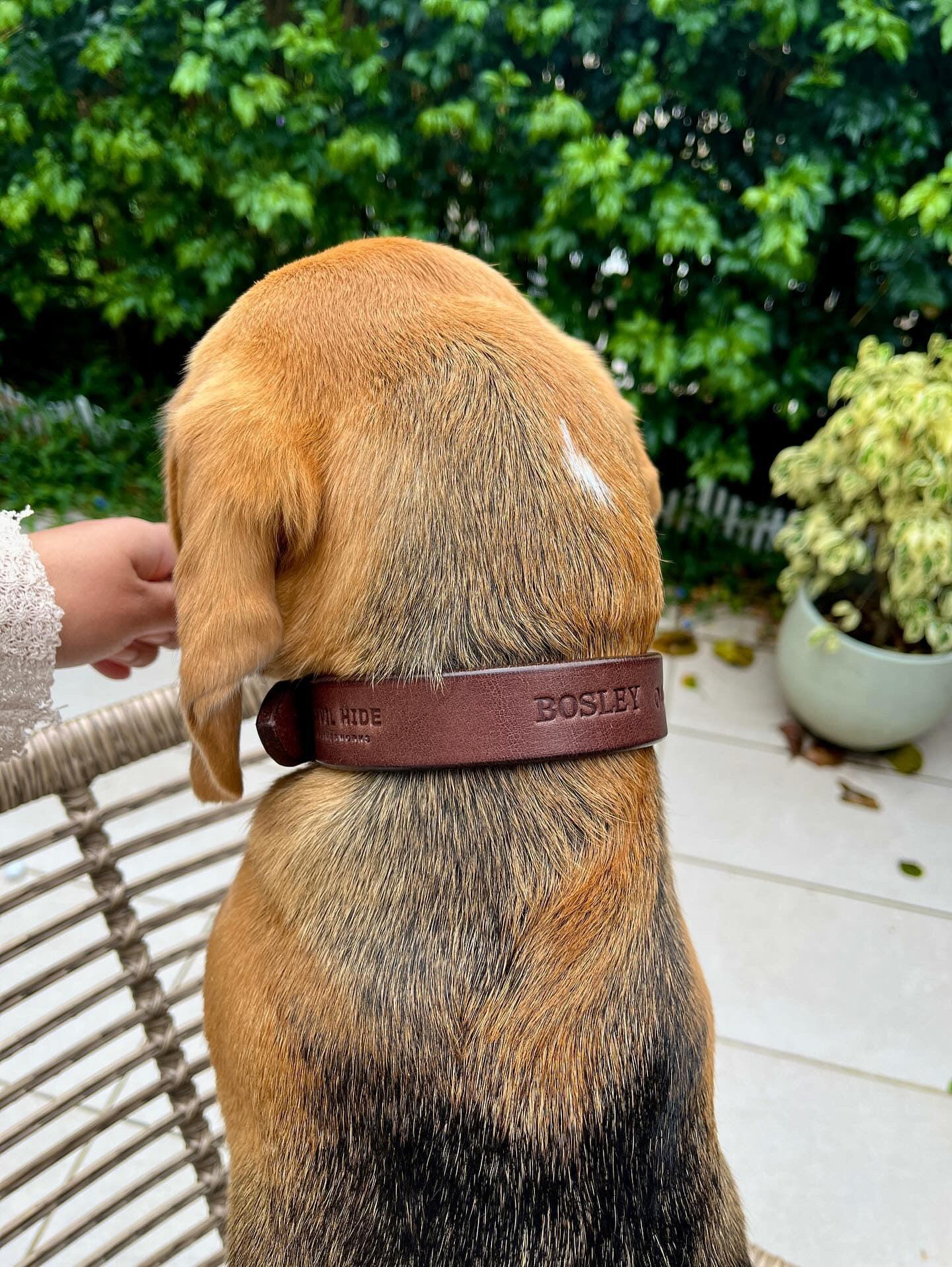 Dog Collar - Anvil Hide