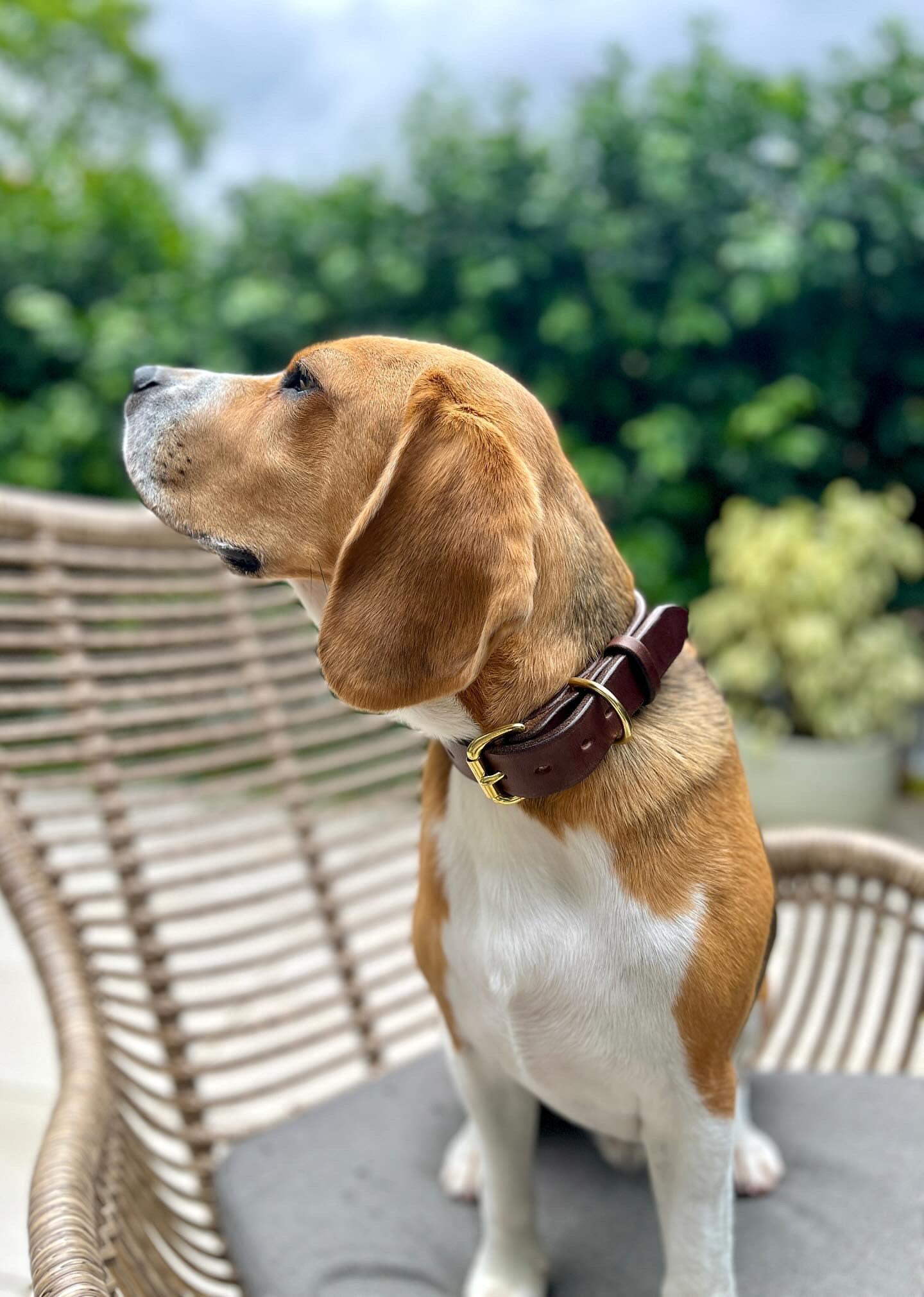 Dog Collar - Anvil Hide