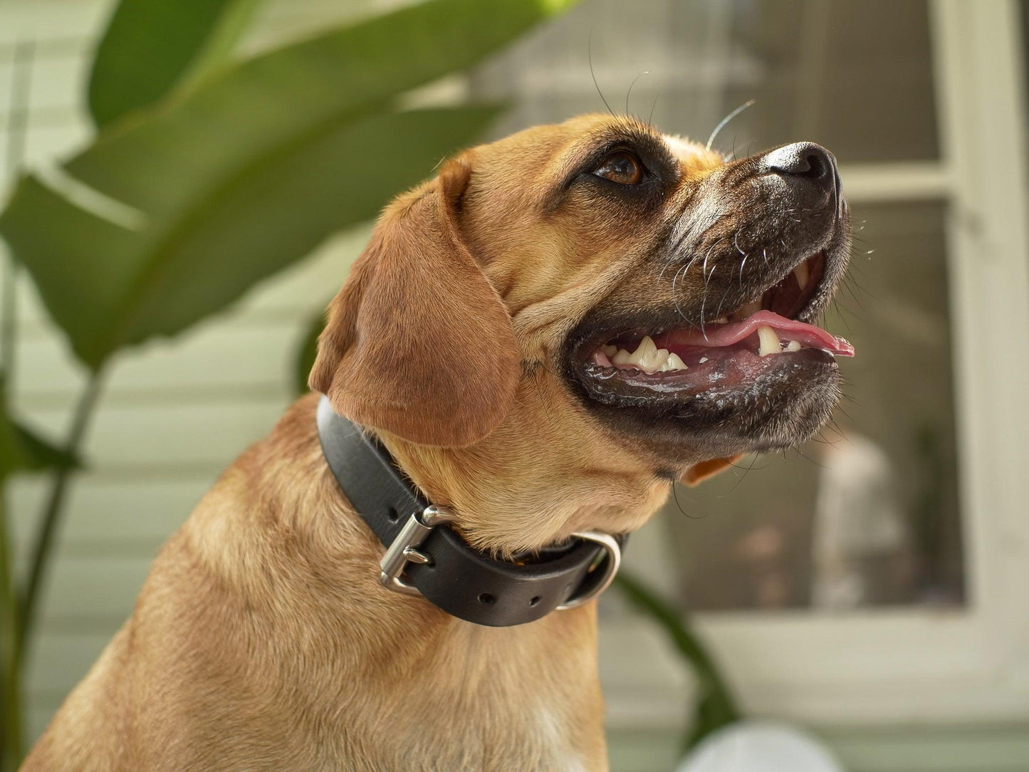 Dog Collar - Anvil Hide