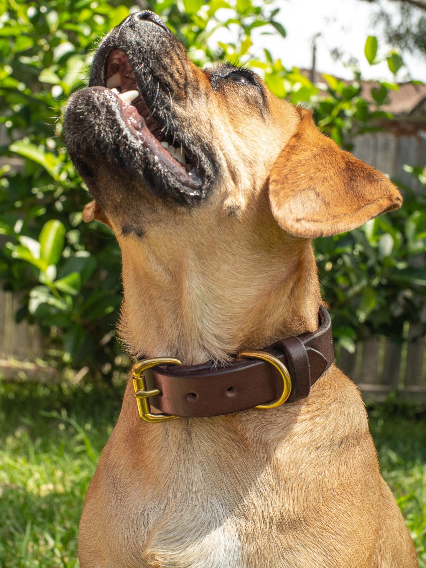 Dog Collar - Anvil Hide