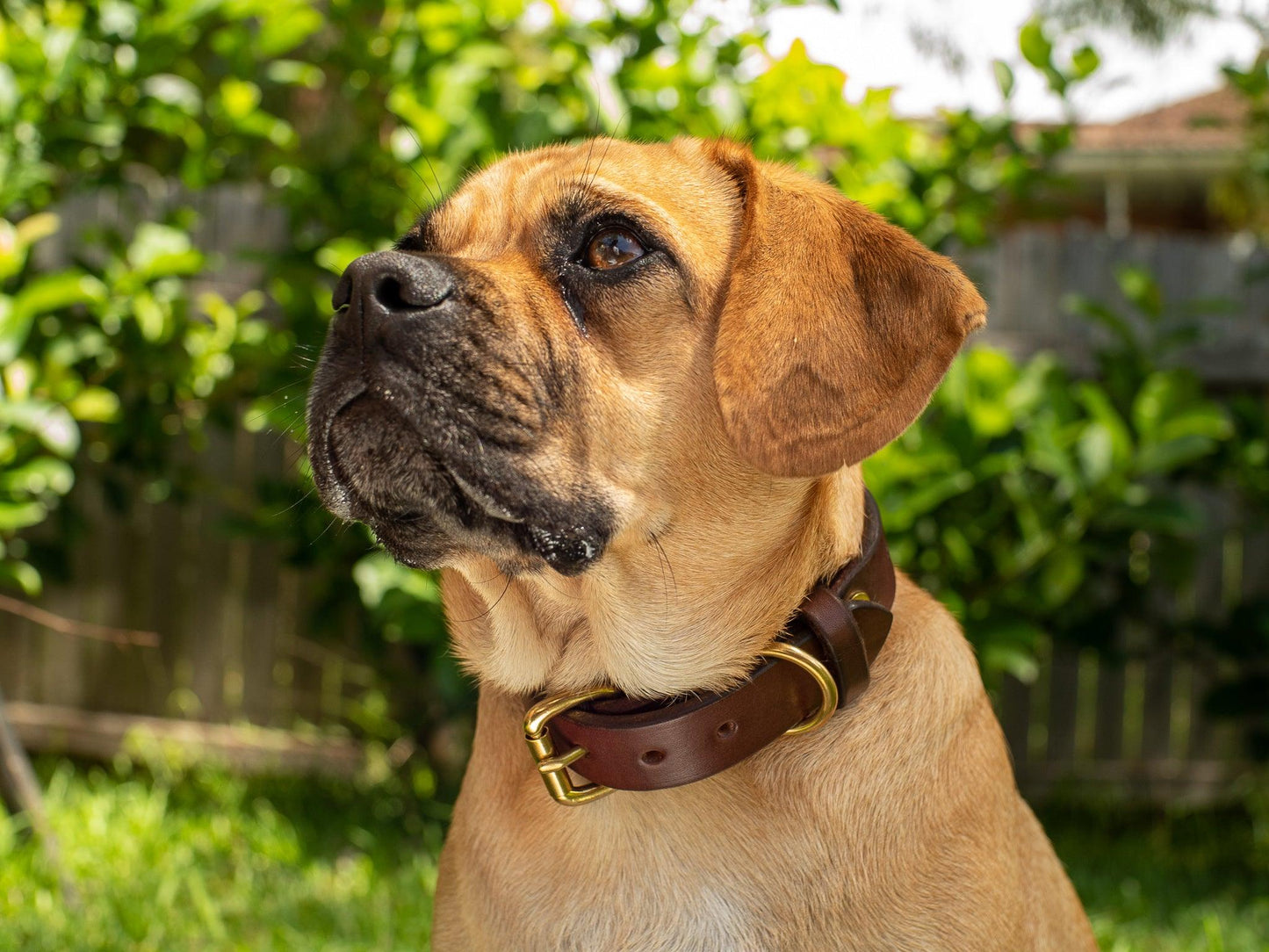 Dog Collar - Anvil Hide