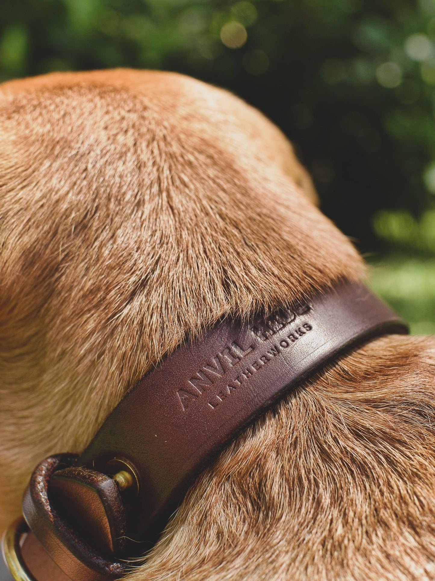 Dog Collar - Anvil Hide