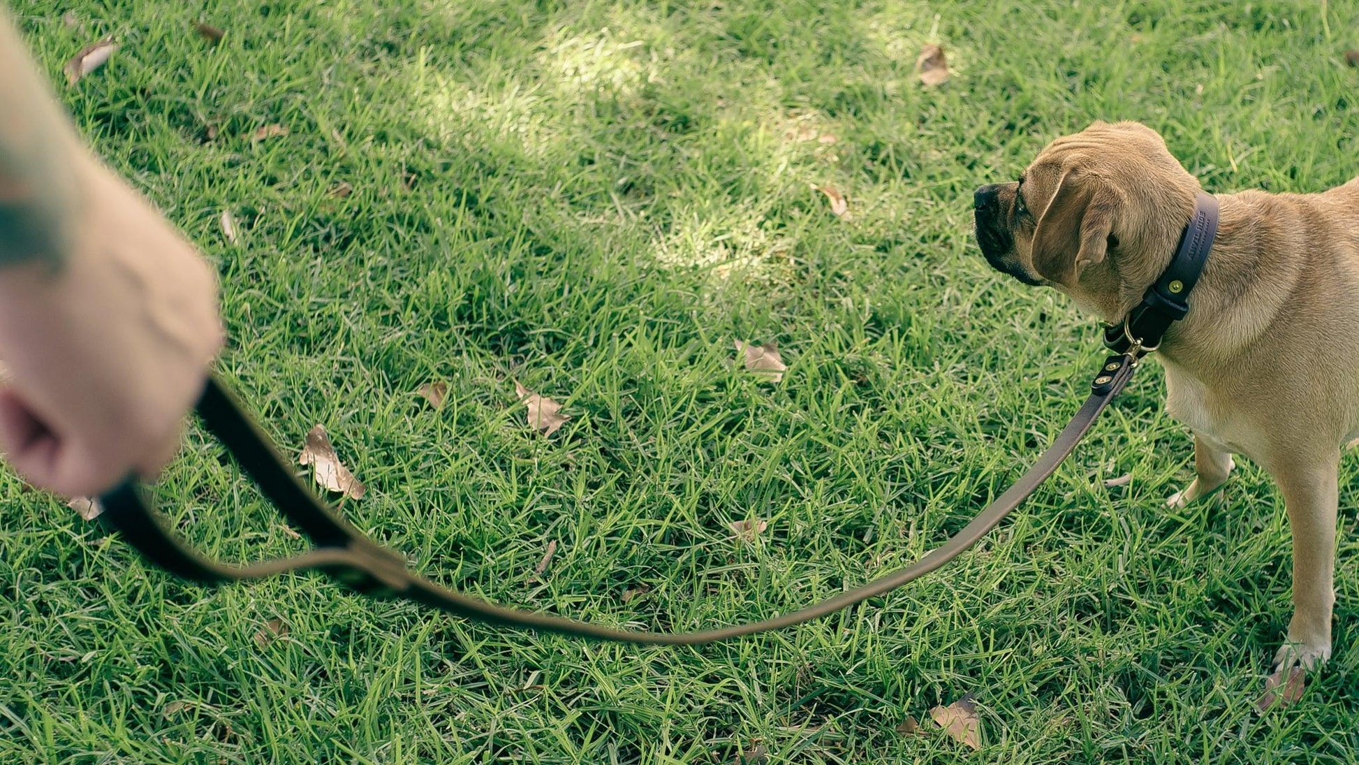 Dog Lead - Anvil Hide