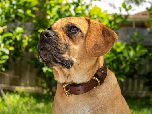 Dog Collar - Anvil Hide